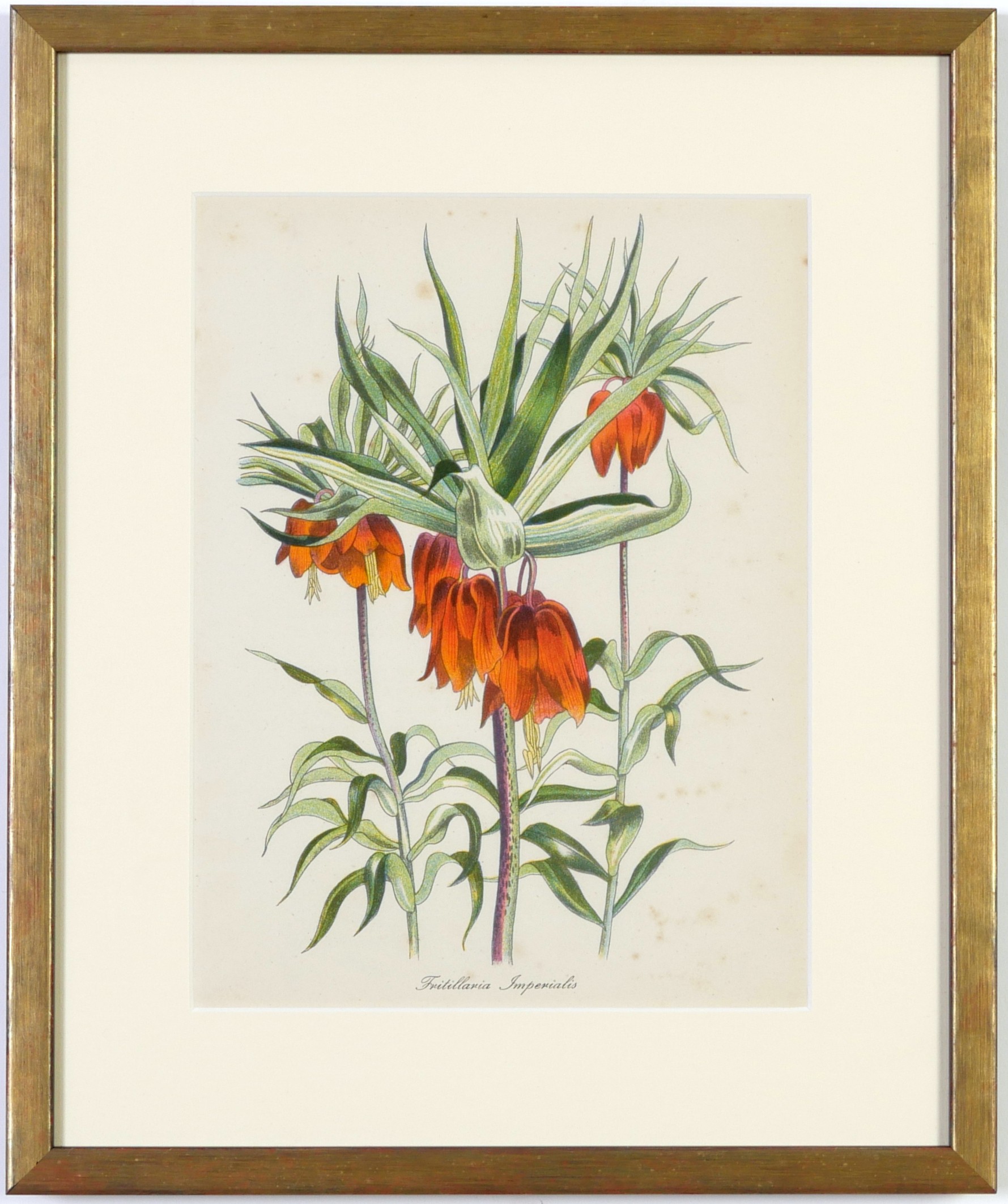 JOHN NASH (brother of Paul Nash), a set of 12 English flowers, botanical lithographs, 1948, - Image 12 of 13