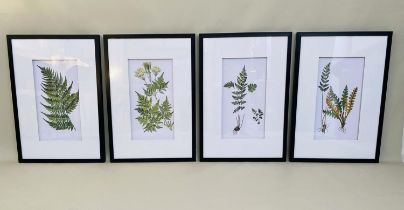 BOTANICAL PRINTS, a set of four, framed, each 70cm x 50cm. (4)