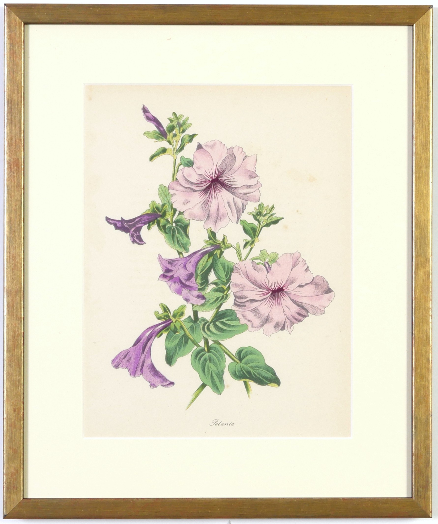 JOHN NASH (brother of Paul Nash), a set of 12 English flowers, botanical lithographs, 1948, - Image 9 of 13