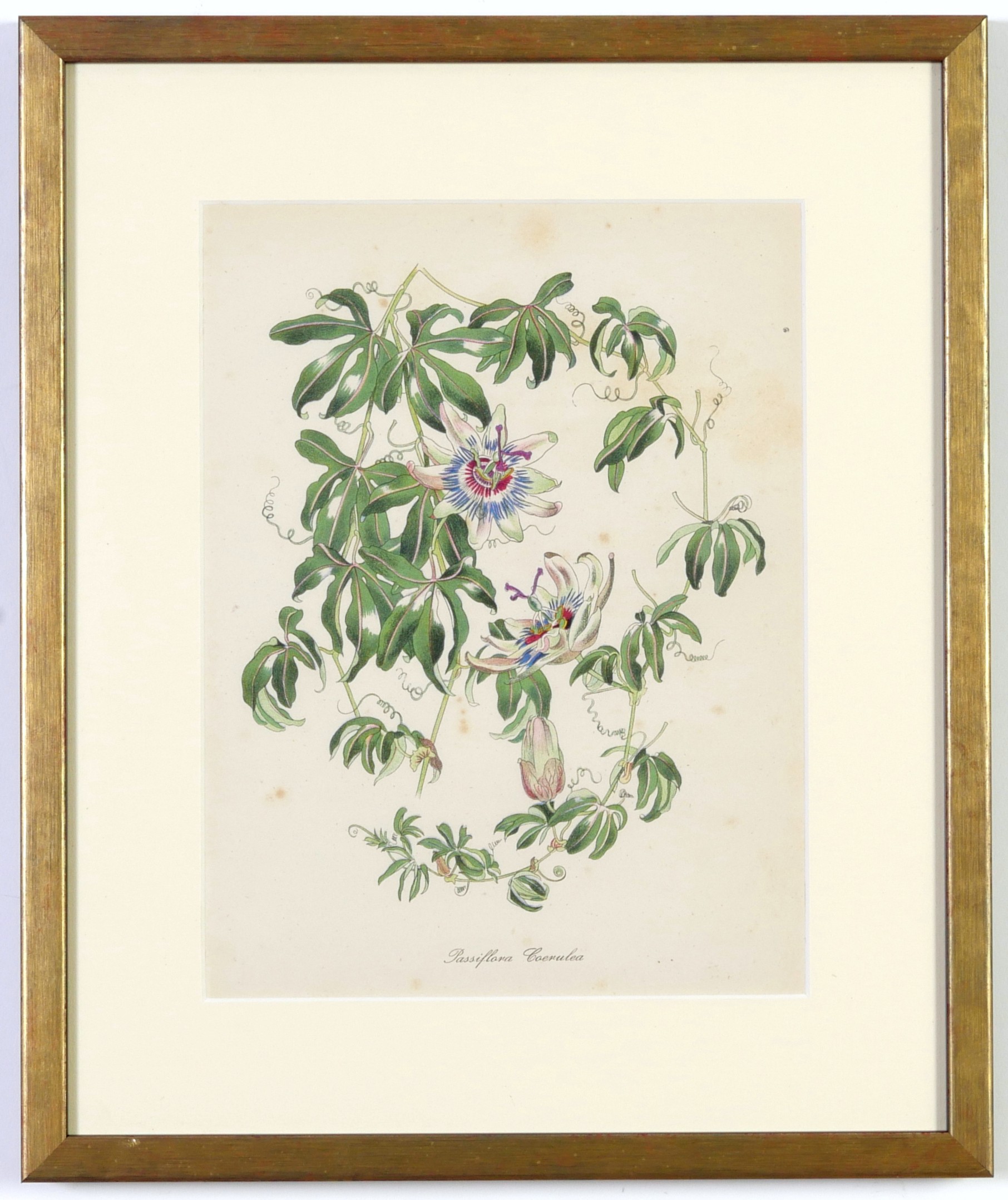 JOHN NASH (brother of Paul Nash), a set of 12 English flowers, botanical lithographs, 1948, - Image 11 of 13