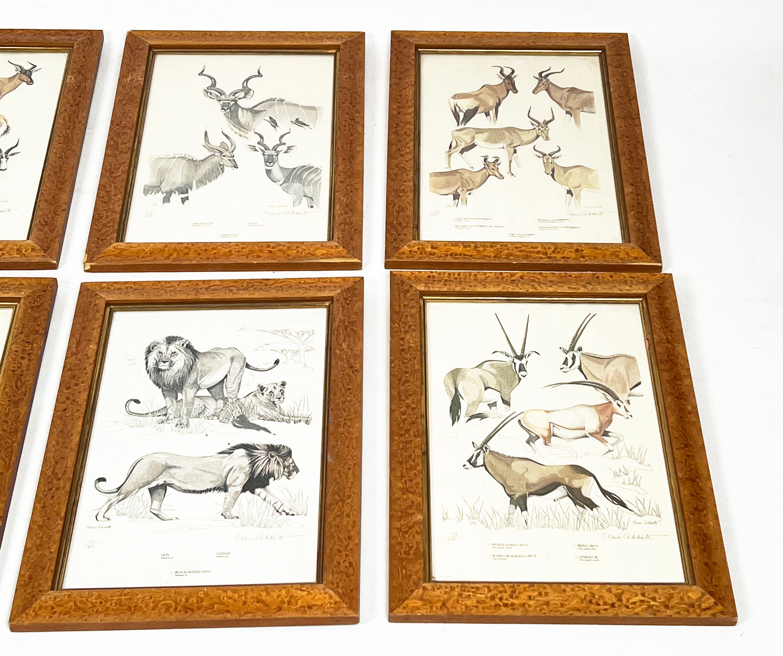 CLARE PAULINE ABBOTT (British/South African b.1921), 'Roland Wards Game Animals of Africa', a set of - Image 3 of 4