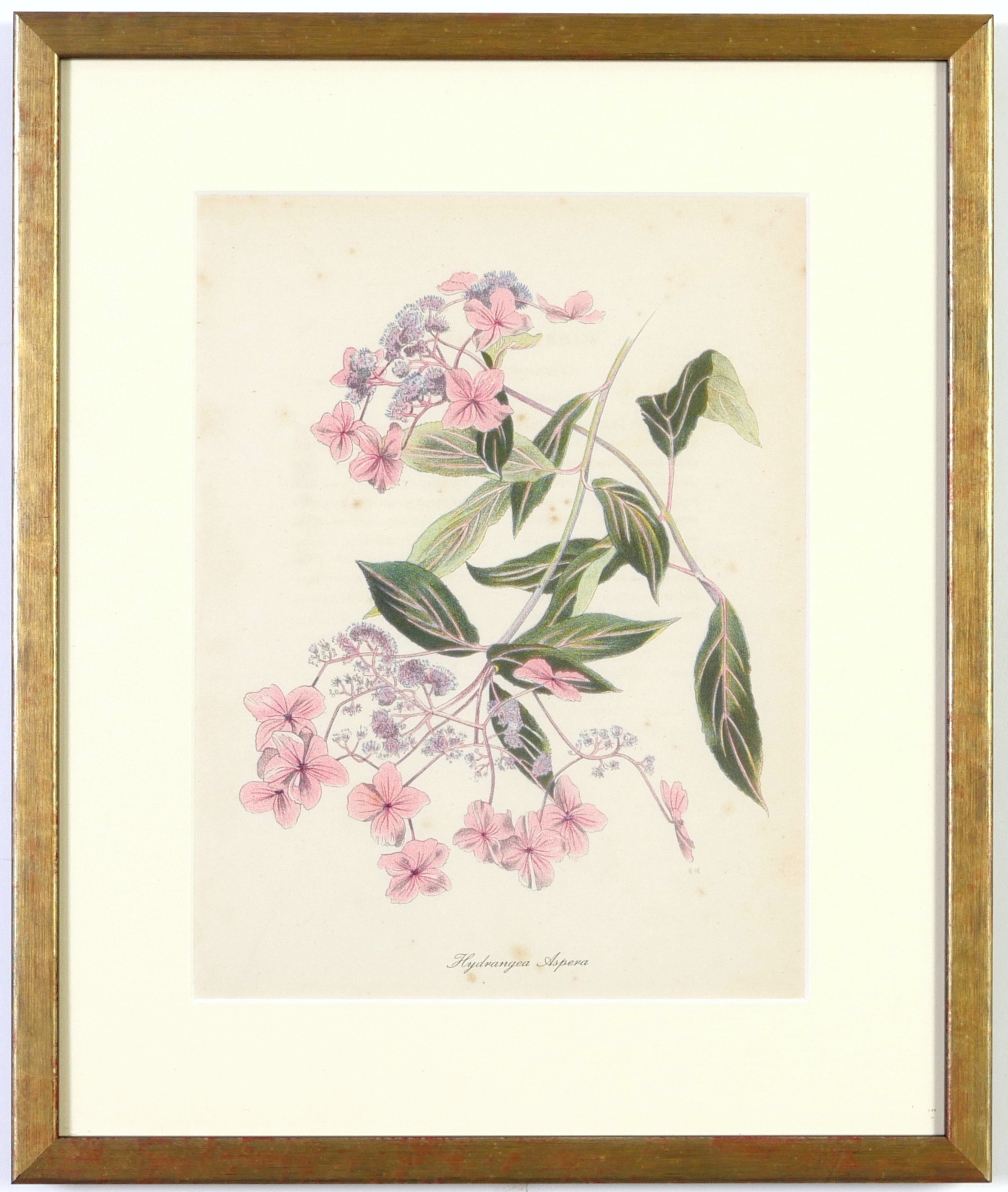 JOHN NASH (brother of Paul Nash), a set of 12 English flowers, botanical lithographs, 1948, - Image 13 of 13