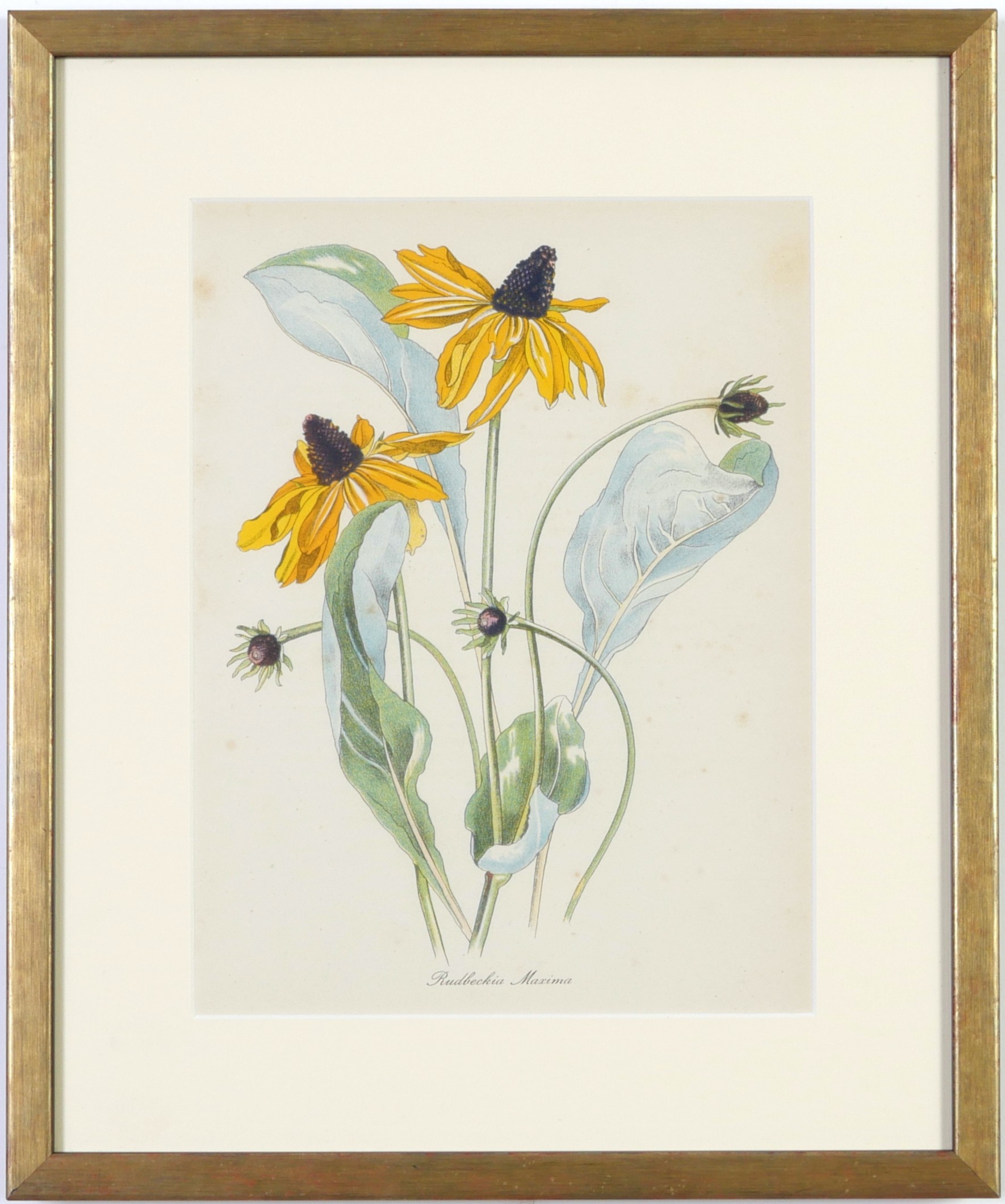 JOHN NASH (brother of Paul Nash), a set of 12 English flowers, botanical lithographs, 1948, - Image 8 of 13
