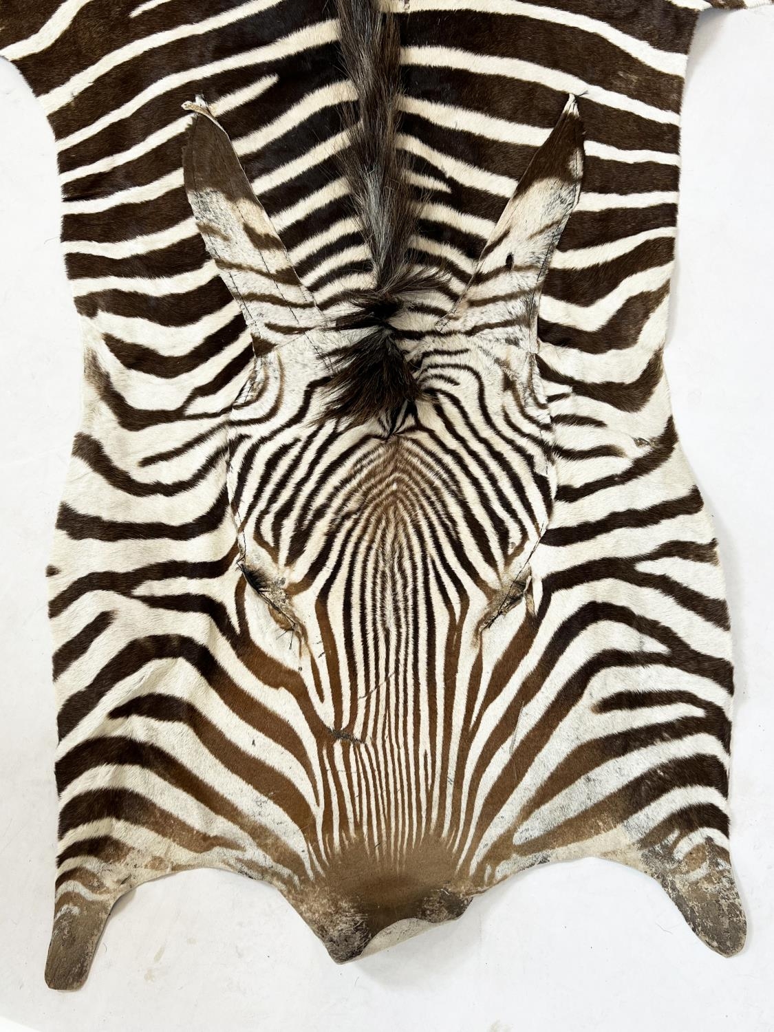 ZEBRA SKIN RUG, early 20th century full hide with a baize lining, 290cm x 191cm approx. - Image 2 of 5