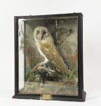 TAXIDERMY BARN OWL, mounted side on with captured prey, bears hand written label 'barn owl