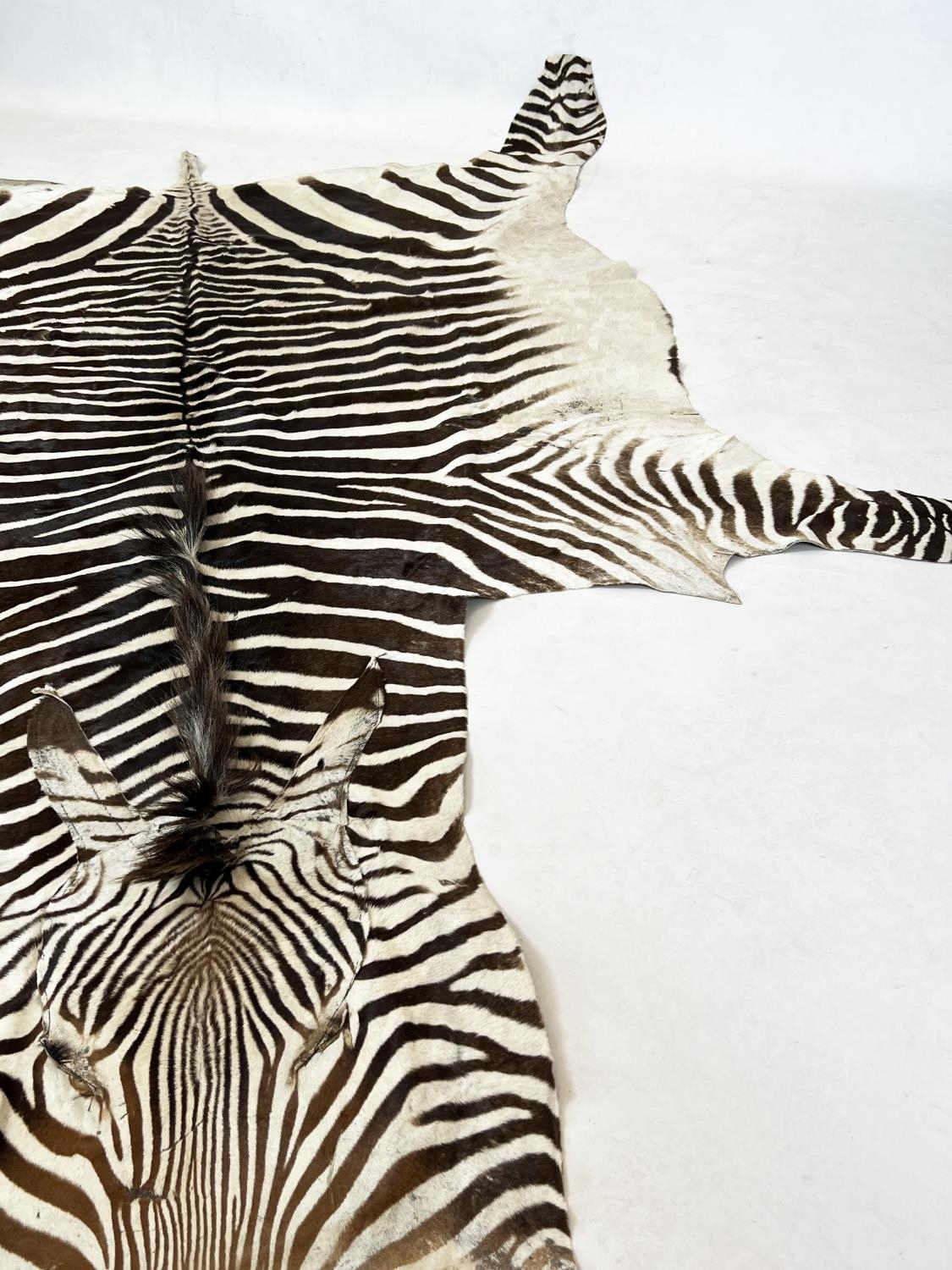 ZEBRA SKIN RUG, early 20th century full hide with a baize lining, 290cm x 191cm approx. - Image 3 of 5