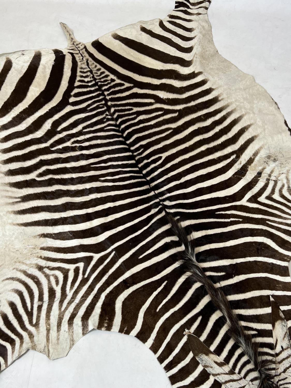 ZEBRA SKIN RUG, early 20th century full hide with a baize lining, 290cm x 191cm approx. - Image 5 of 5