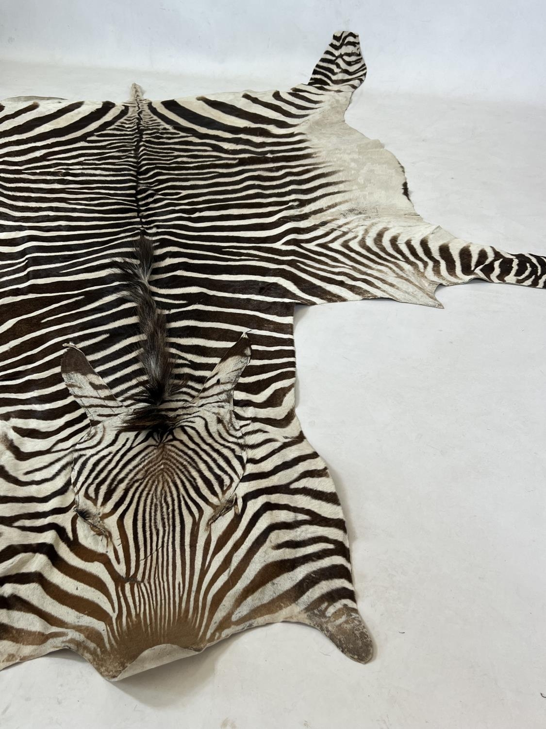 ZEBRA SKIN RUG, early 20th century full hide with a baize lining, 290cm x 191cm approx. - Image 4 of 5