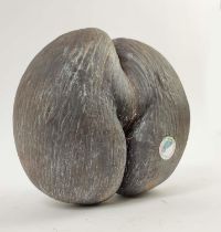 COCO DE MER (LODOICEA MALDIVICA), 25cm x 25cm approx.