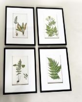 BOTANICAL PRINTS, a set of four, framed, 70cm H x 50cm. (4)