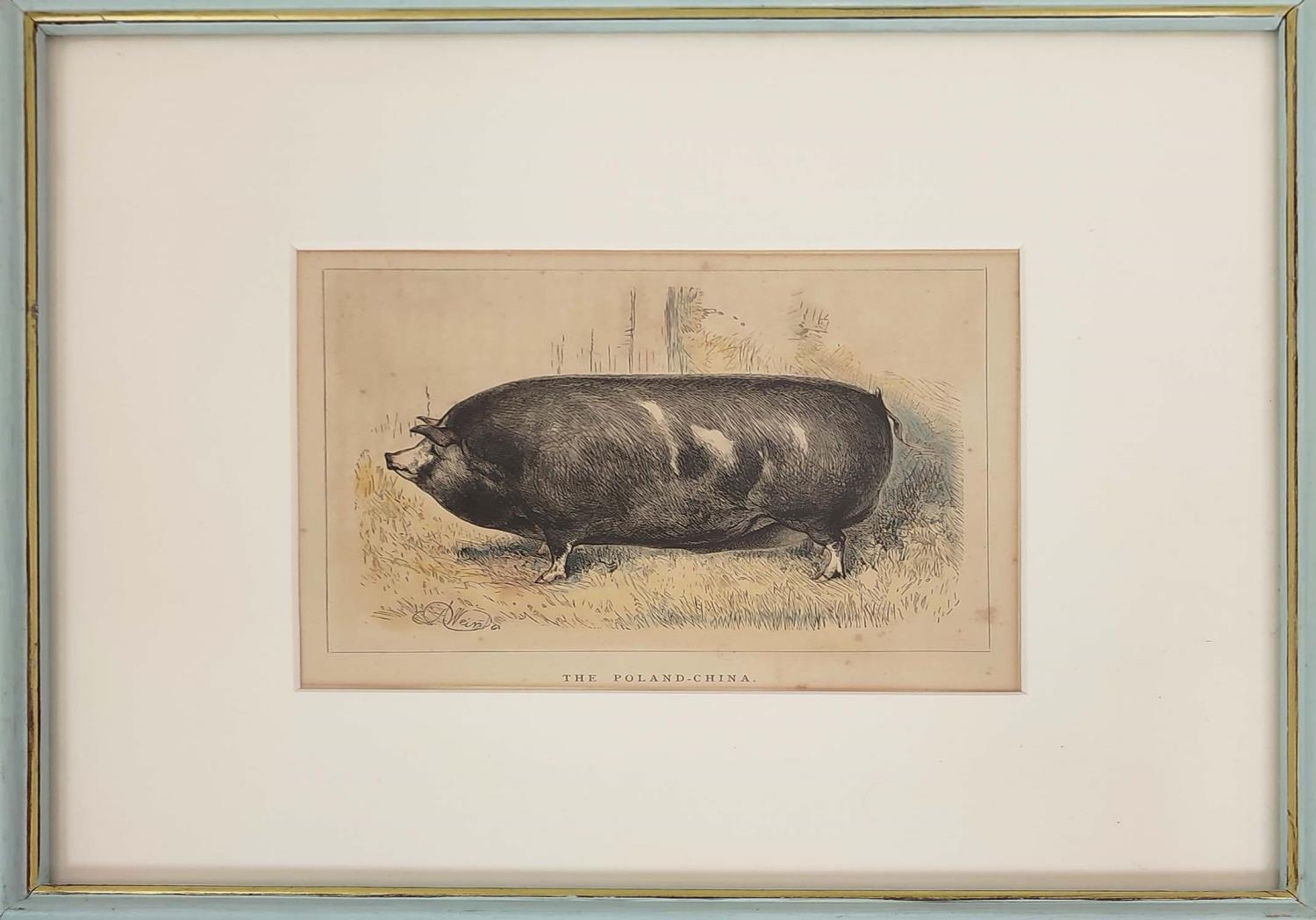 HAND COULOURED ETCHINGS OF RARE BREED PIGS, a set of sixteen, 19th century, mounted and in blue - Image 6 of 16