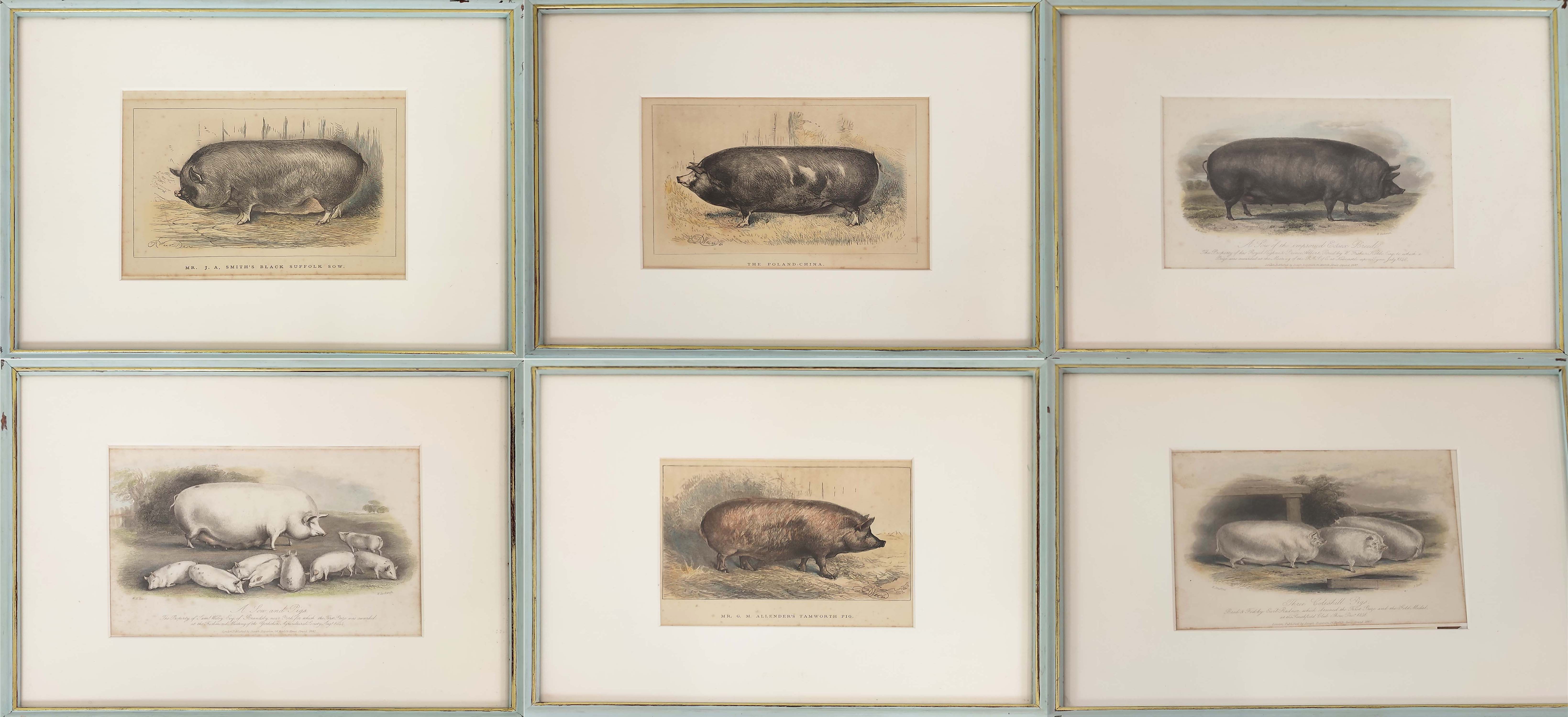 HAND COULOURED ETCHINGS OF RARE BREED PIGS, a set of sixteen, 19th century, mounted and in blue - Image 2 of 16