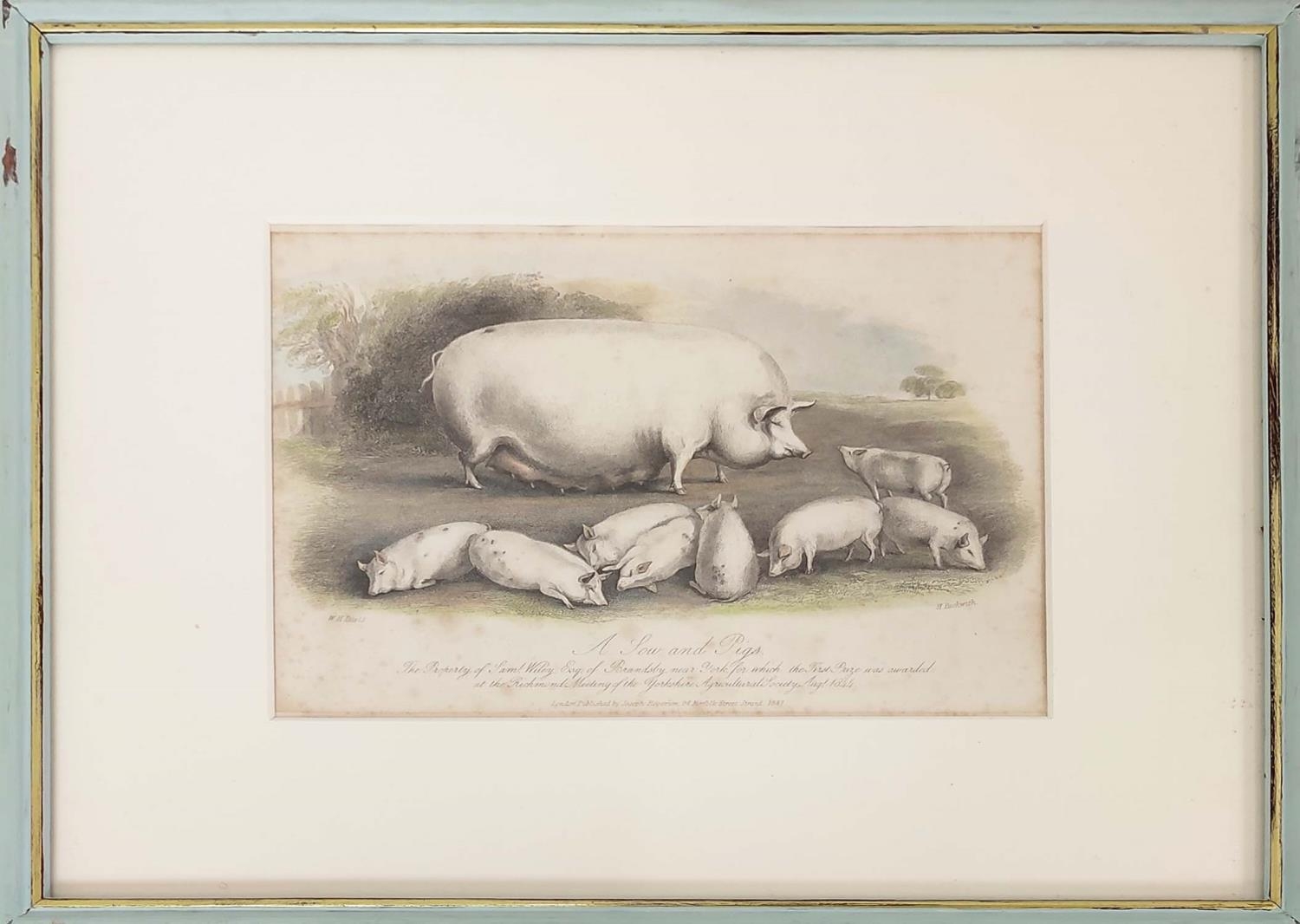 HAND COULOURED ETCHINGS OF RARE BREED PIGS, a set of sixteen, 19th century, mounted and in blue - Image 4 of 16