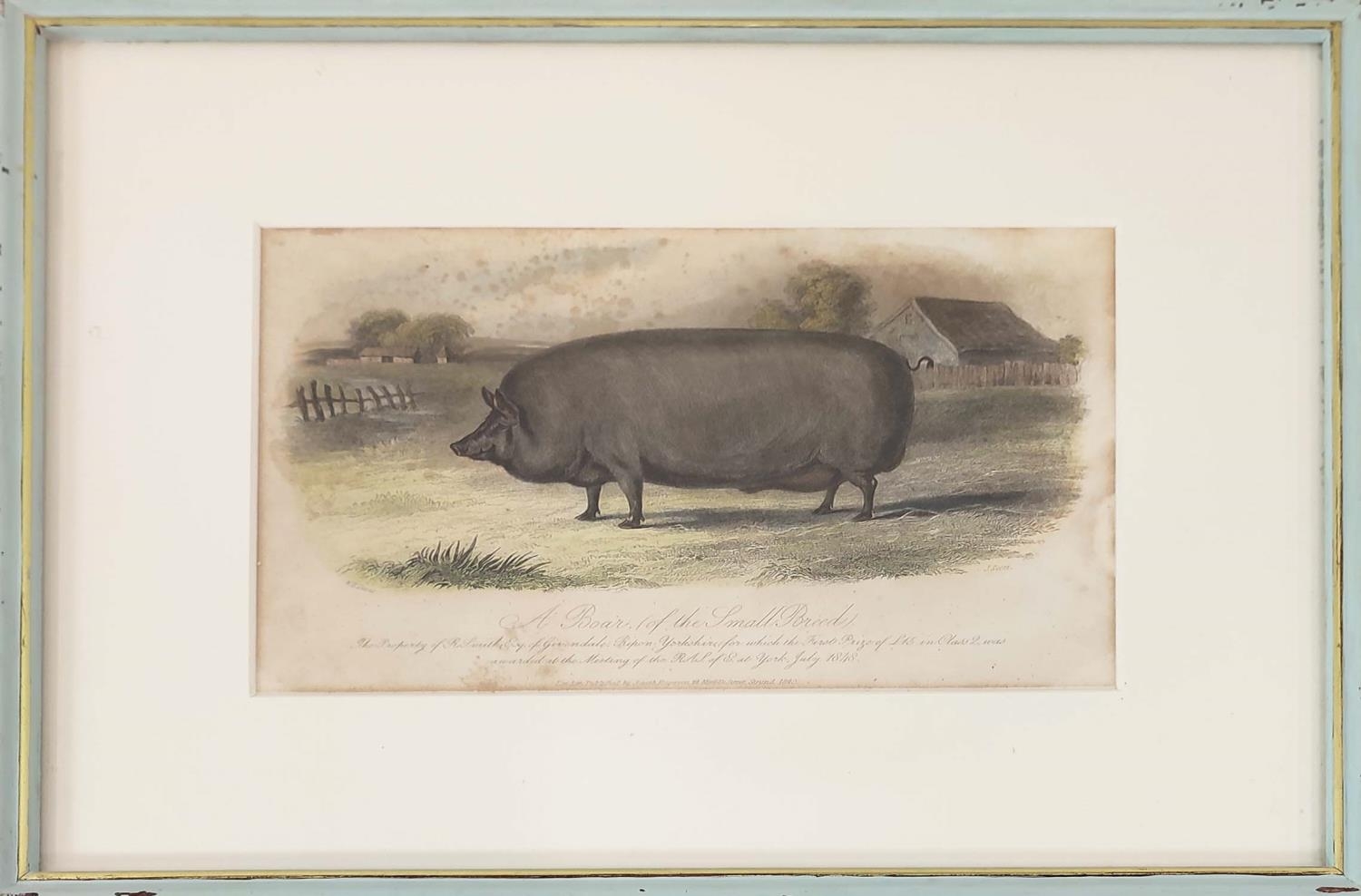 HAND COULOURED ETCHINGS OF RARE BREED PIGS, a set of sixteen, 19th century, mounted and in blue - Image 14 of 16