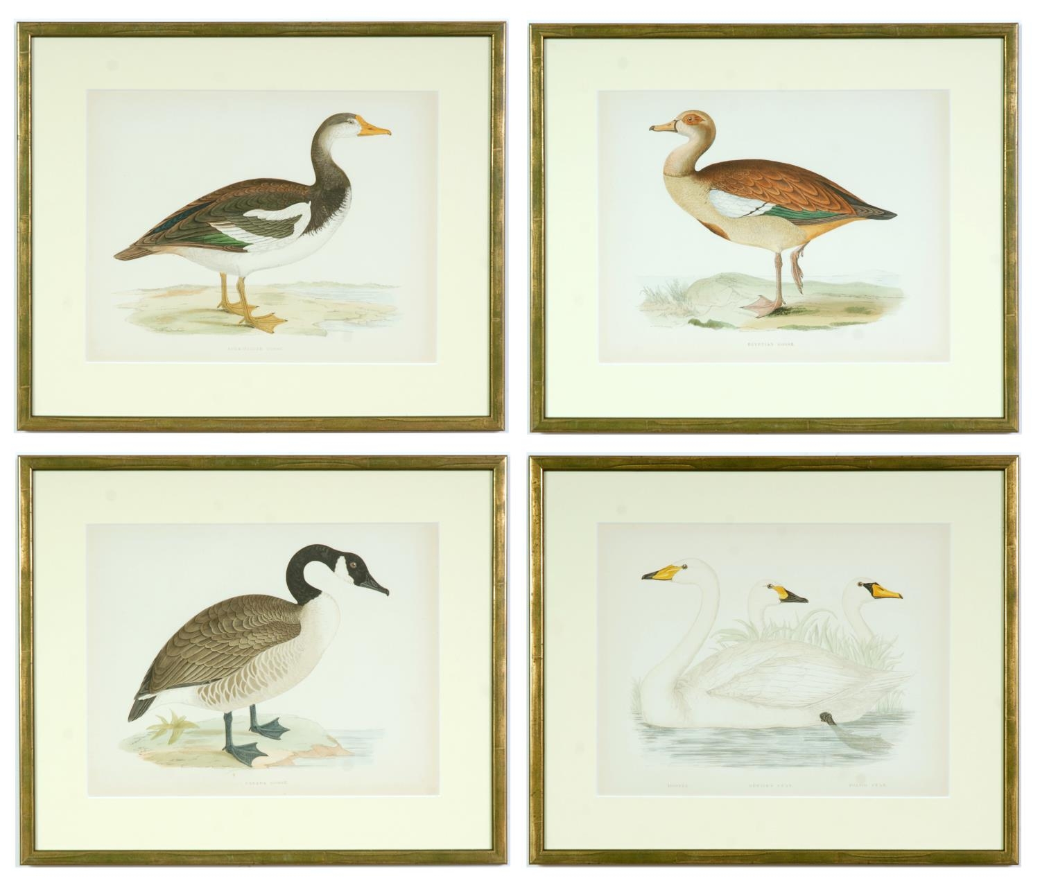 A SET OF FOUR BRITISH GAME SIRDS, swans and geese, handcoloured lithographic plates 1891, Ref: