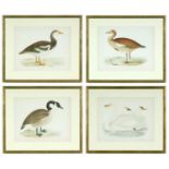A SET OF FOUR BRITISH GAME SIRDS, swans and geese, handcoloured lithographic plates 1891, Ref: