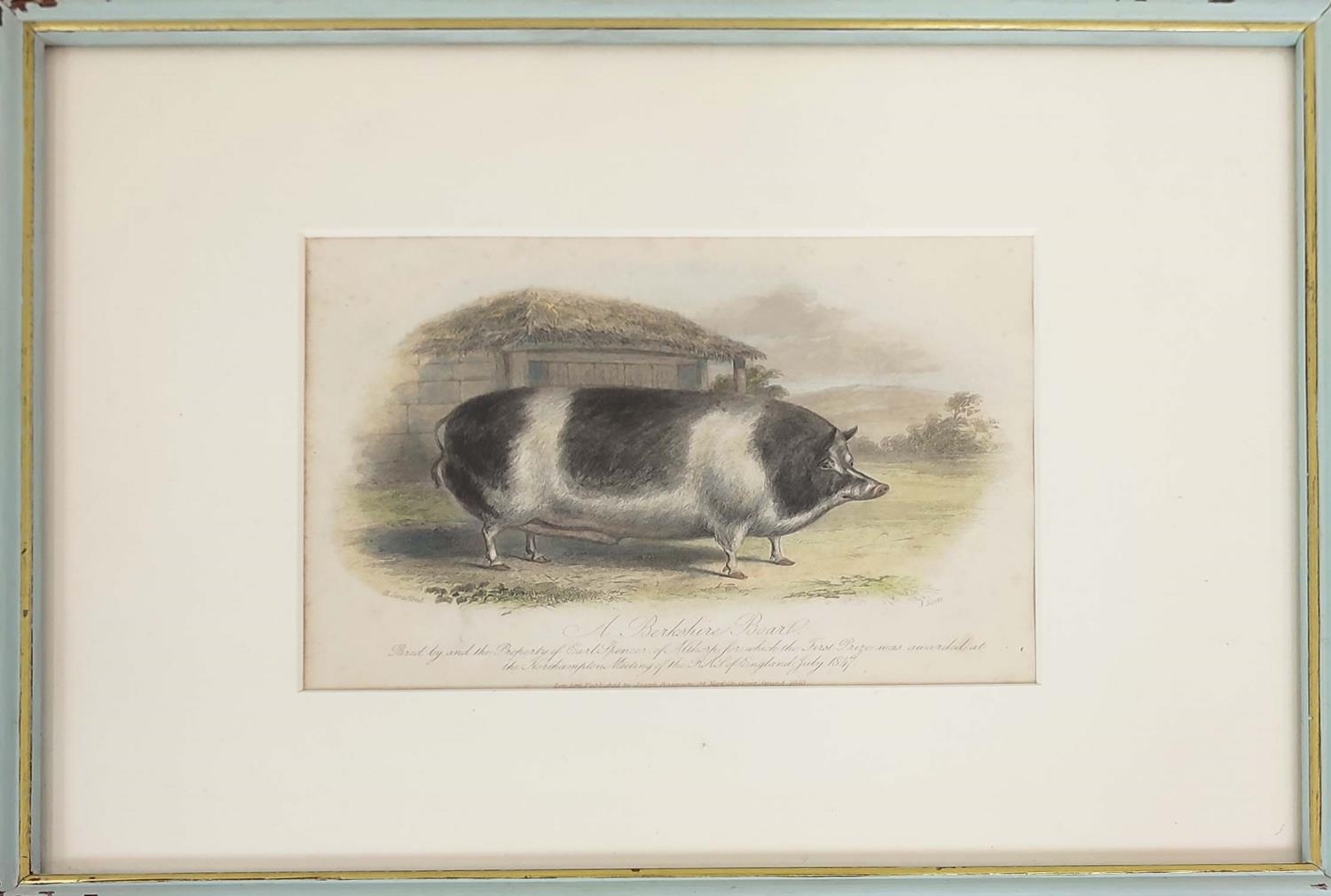 HAND COULOURED ETCHINGS OF RARE BREED PIGS, a set of sixteen, 19th century, mounted and in blue - Image 13 of 16