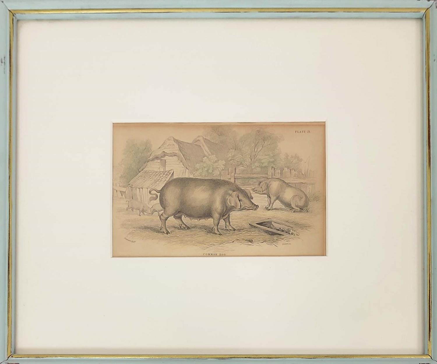 HAND COULOURED ETCHINGS OF RARE BREED PIGS, a set of sixteen, 19th century, mounted and in blue - Image 11 of 16