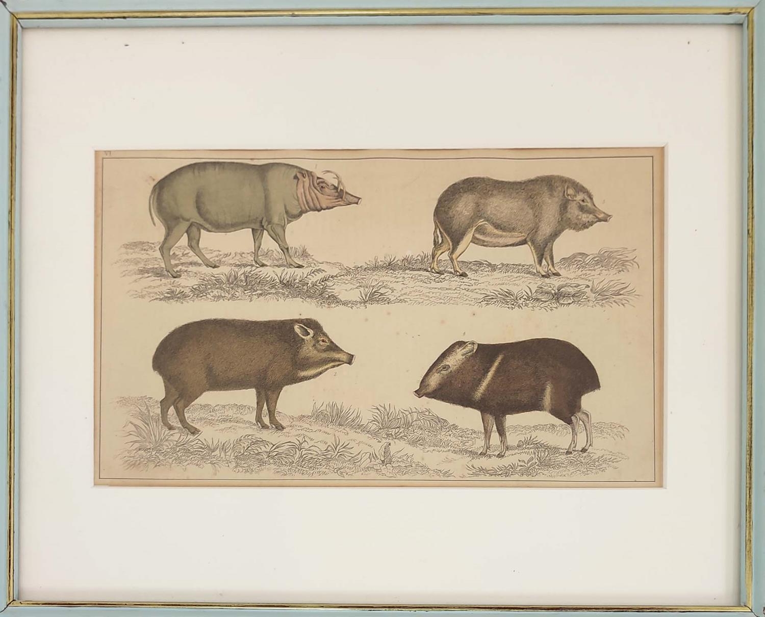 HAND COULOURED ETCHINGS OF RARE BREED PIGS, a set of sixteen, 19th century, mounted and in blue - Image 15 of 16