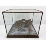 TAXIDERMY GROUSE, a brace, in a naturalistic snow spattered setting glass case, 38cm H x 41cm W x