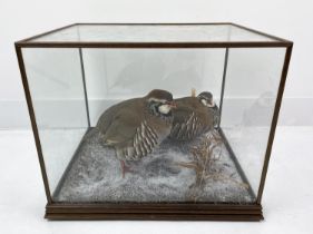 TAXIDERMY GROUSE, a brace, in a naturalistic snow spattered setting glass case, 38cm H x 41cm W x