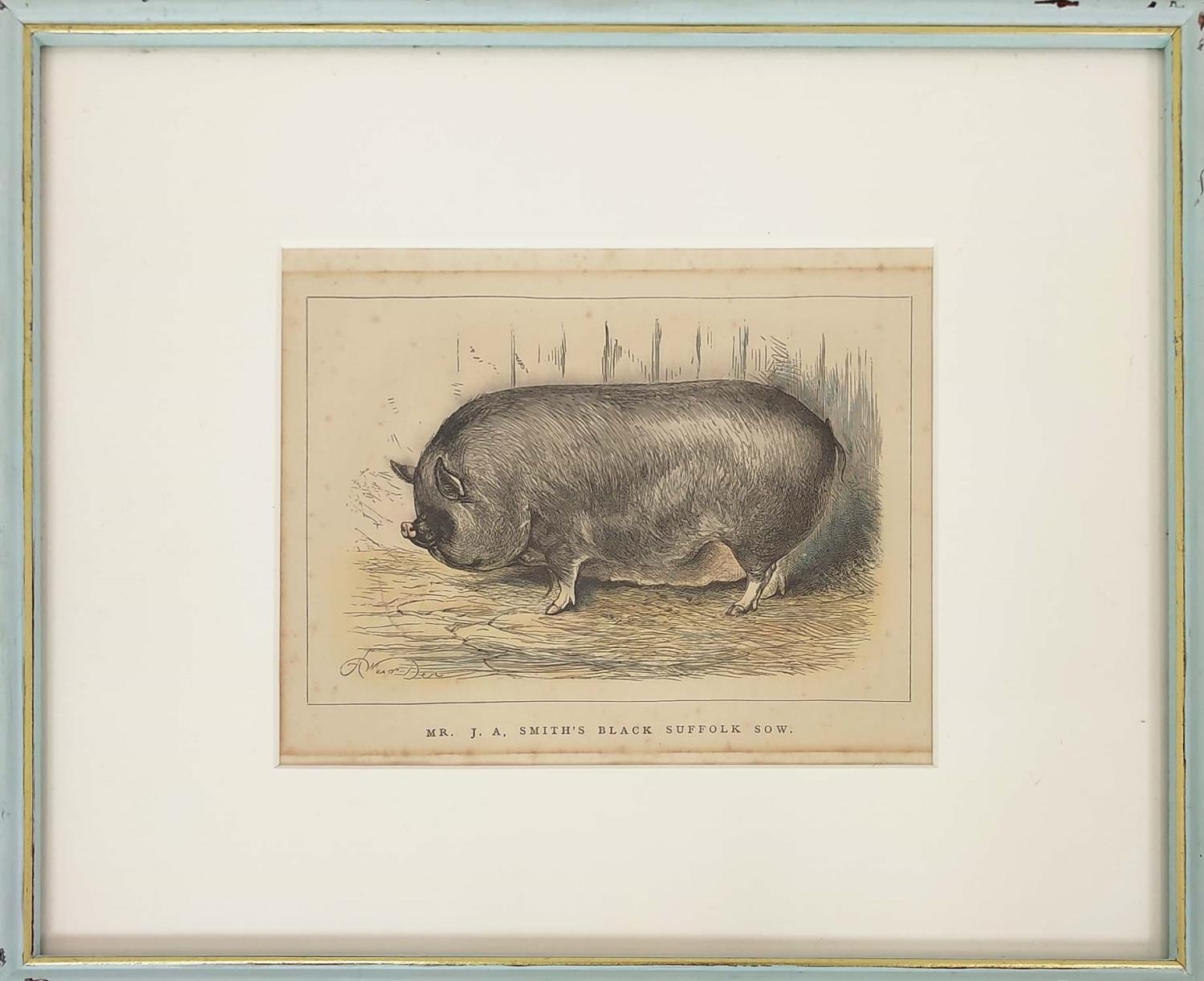 HAND COULOURED ETCHINGS OF RARE BREED PIGS, a set of sixteen, 19th century, mounted and in blue - Image 5 of 16