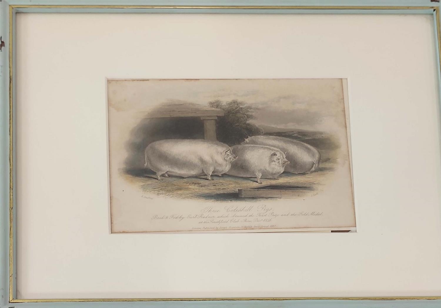 HAND COULOURED ETCHINGS OF RARE BREED PIGS, a set of sixteen, 19th century, mounted and in blue - Image 8 of 16