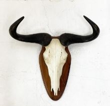 WATER BUFFALO SKULL ON SHEILD MOUNT, 60cm H x 63cm W.