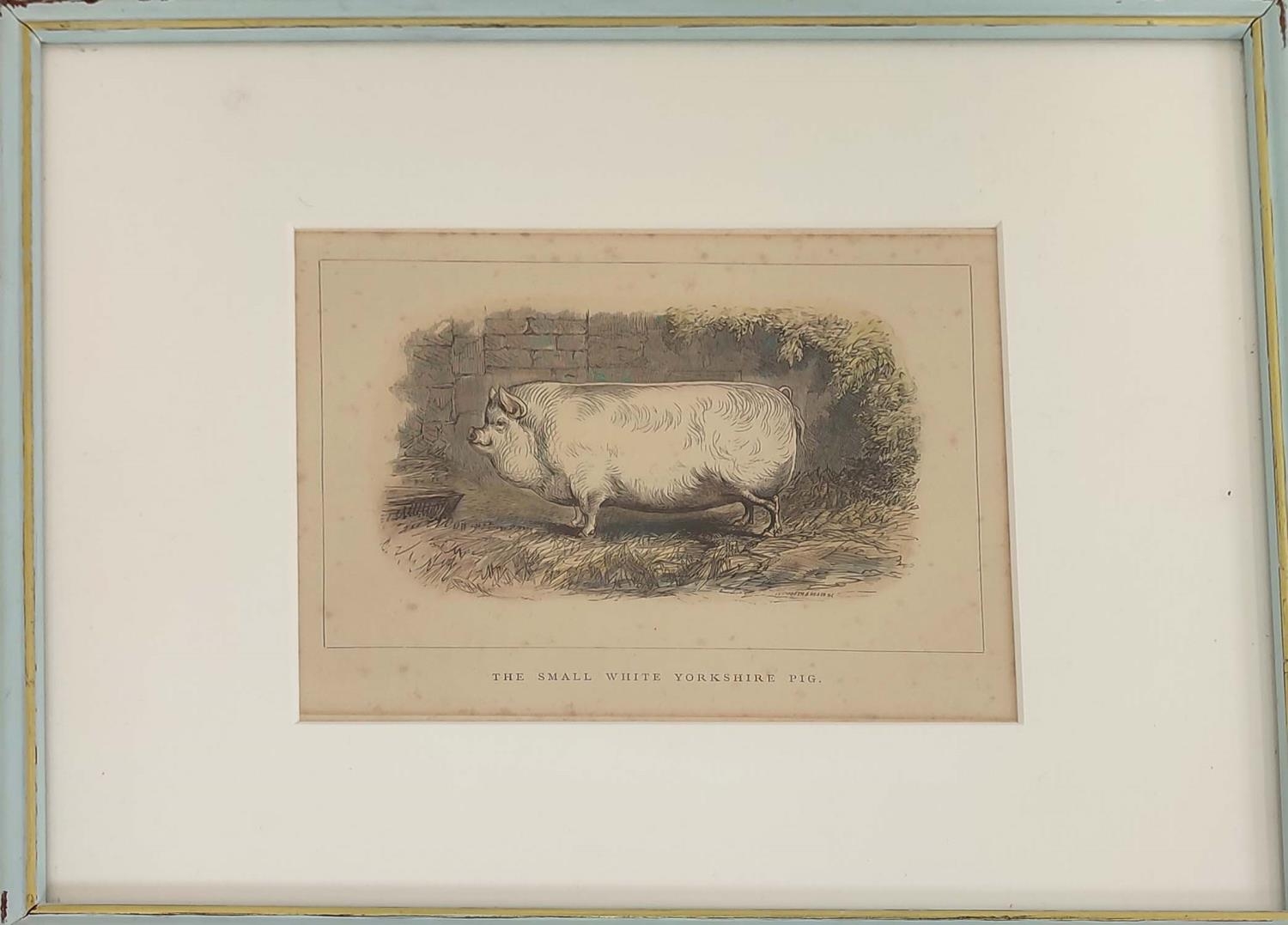 HAND COULOURED ETCHINGS OF RARE BREED PIGS, a set of sixteen, 19th century, mounted and in blue - Image 9 of 16