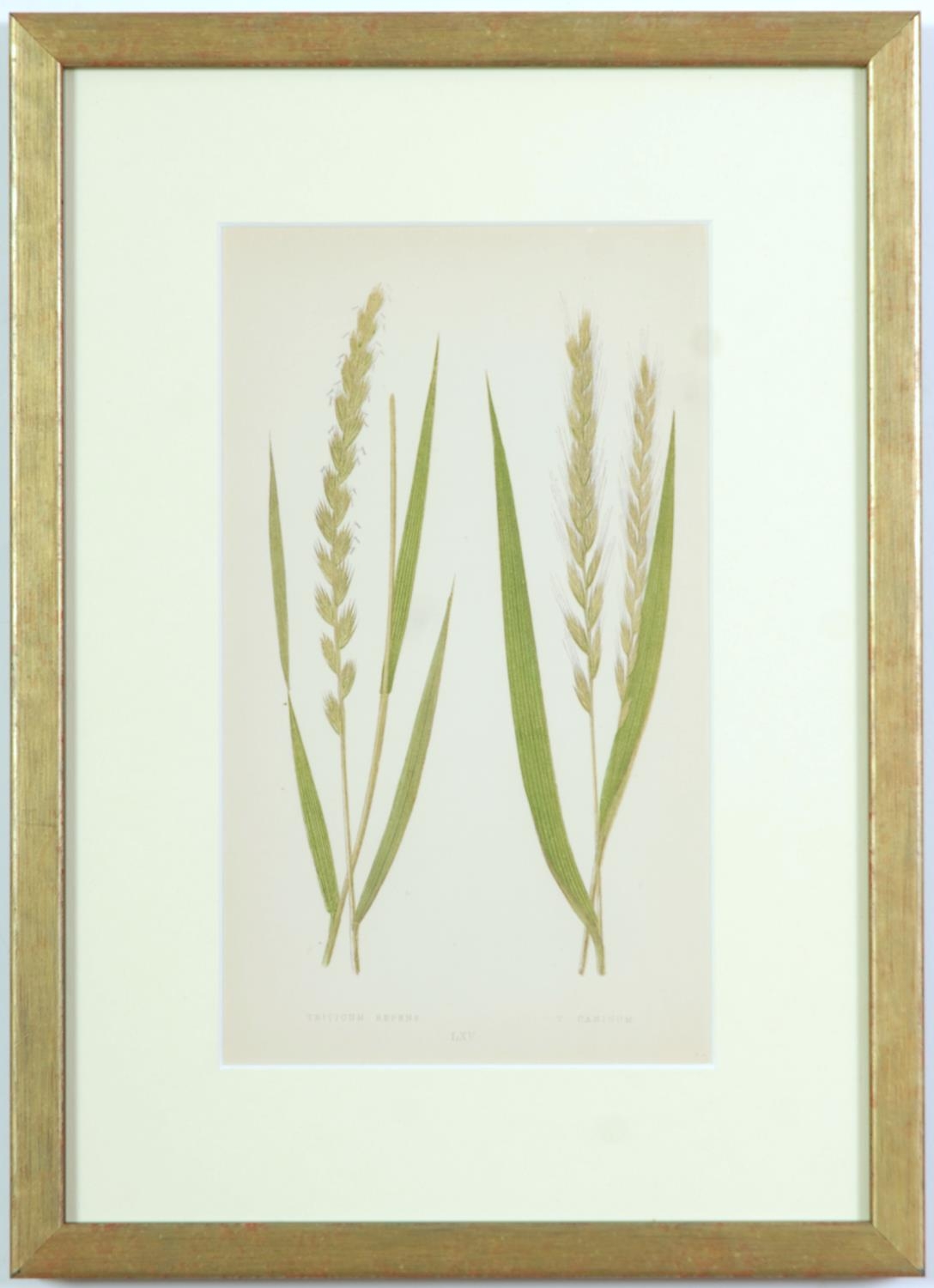 E J LOWE, Grasses, a set of nine botanical prints, circa 1858, 30cm x 23cm each. - Image 8 of 10