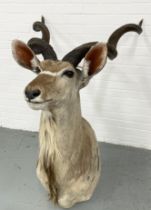 TAXIDERMY KUDU HEAD, 150cm H.