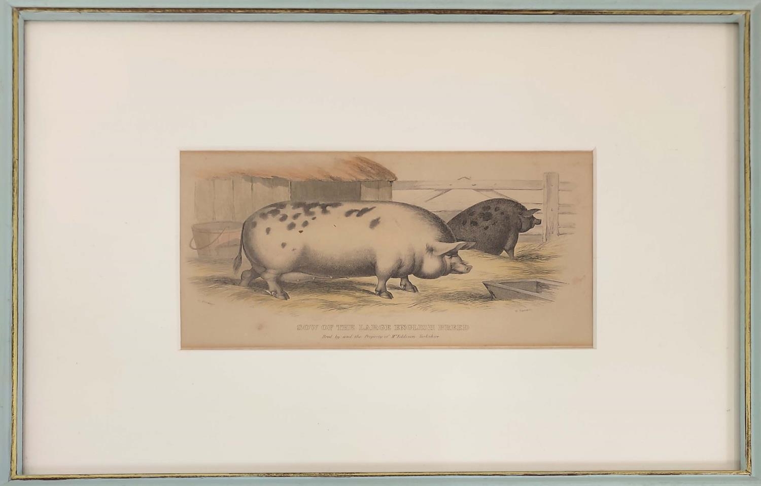 HAND COULOURED ETCHINGS OF RARE BREED PIGS, a set of sixteen, 19th century, mounted and in blue - Image 16 of 16
