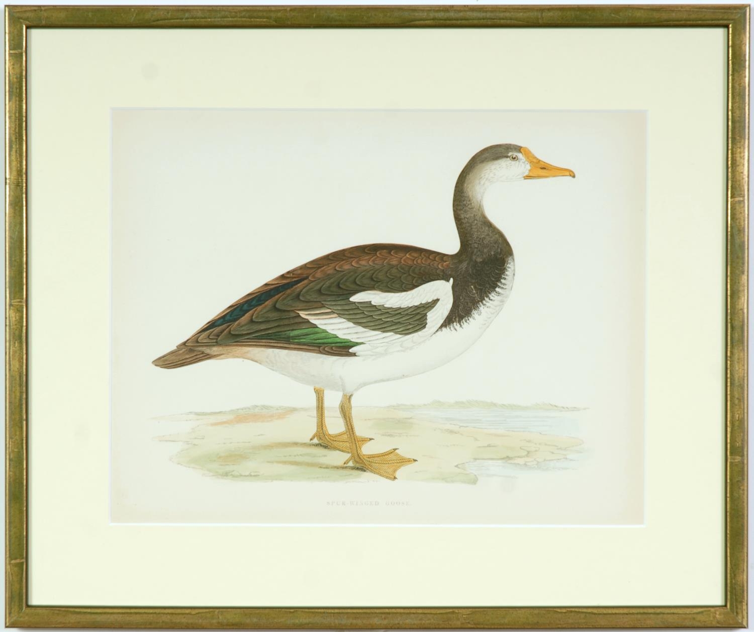 A SET OF FOUR BRITISH GAME SIRDS, swans and geese, handcoloured lithographic plates 1891, Ref: - Image 5 of 5