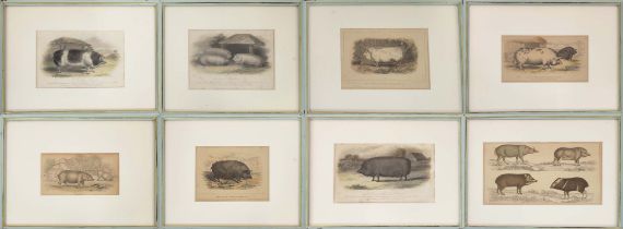 HAND COULOURED ETCHINGS OF RARE BREED PIGS, a set of sixteen, 19th century, mounted and in blue