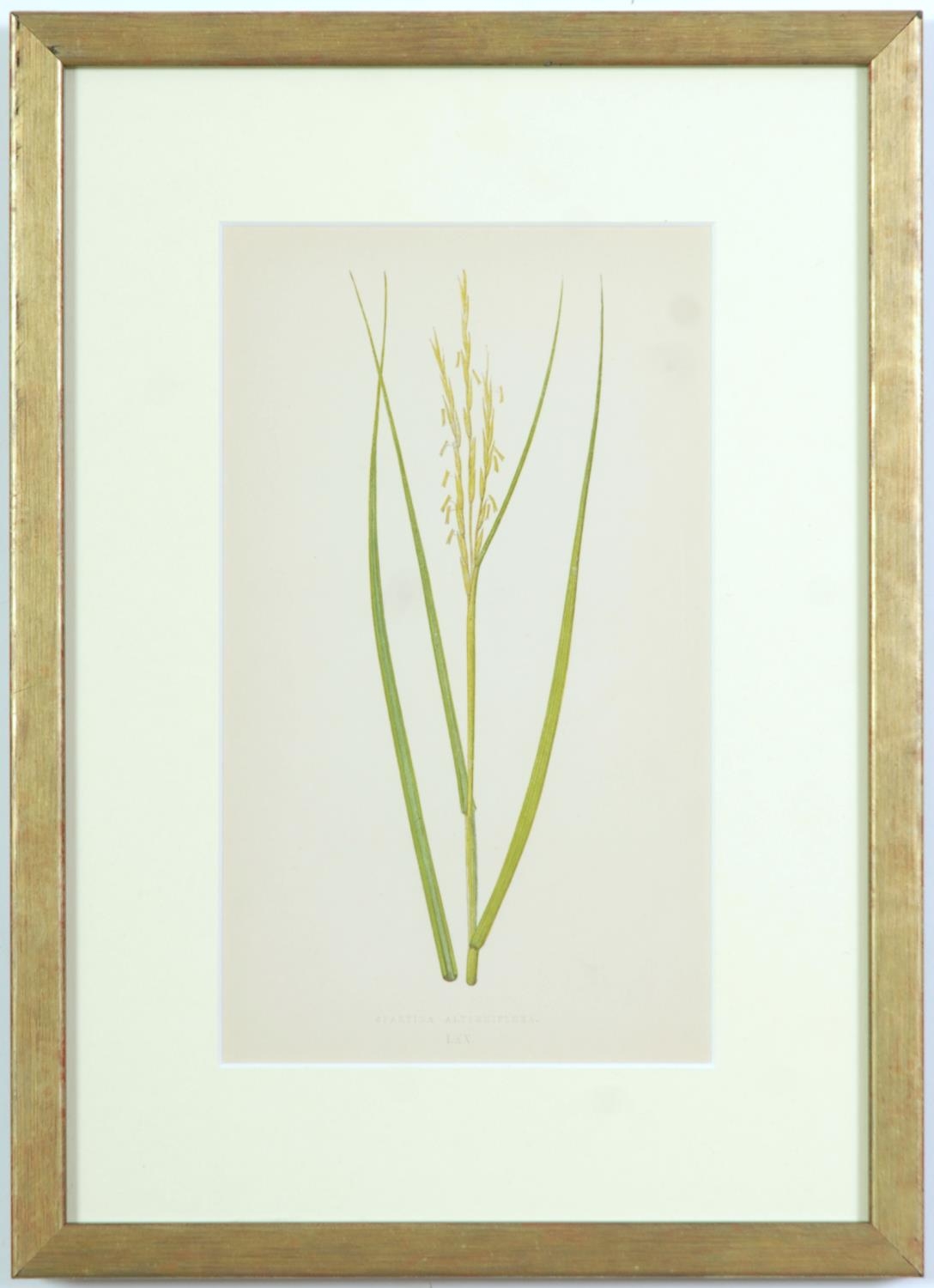 E J LOWE, Grasses, a set of nine botanical prints, circa 1858, 30cm x 23cm each. - Image 10 of 10