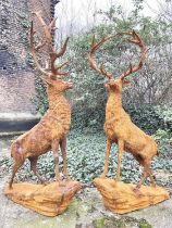 SCULPTURAL HIGHLAND STAGS, a pair, in cast metal, 160cm H x 88cm L x 55cm W. (2)