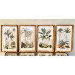 BOTANICAL PRINTS, a set of four, in faux bamboo frames, 50cm H x 35cm. (4)