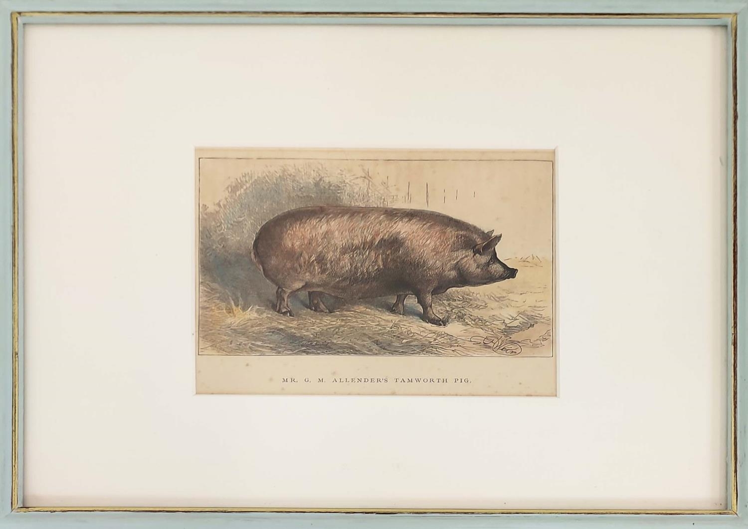 HAND COULOURED ETCHINGS OF RARE BREED PIGS, a set of sixteen, 19th century, mounted and in blue - Image 3 of 16