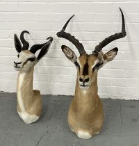 GAZELLES, two, largest 90cm H. (2)