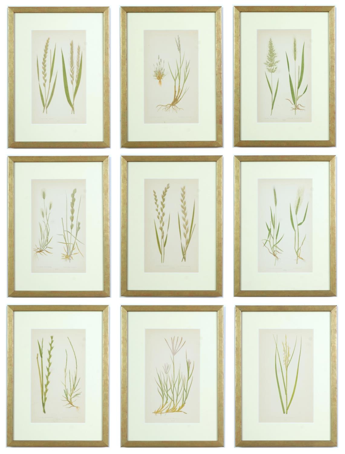 E J LOWE, Grasses, a set of nine botanical prints, circa 1858, 30cm x 23cm each.