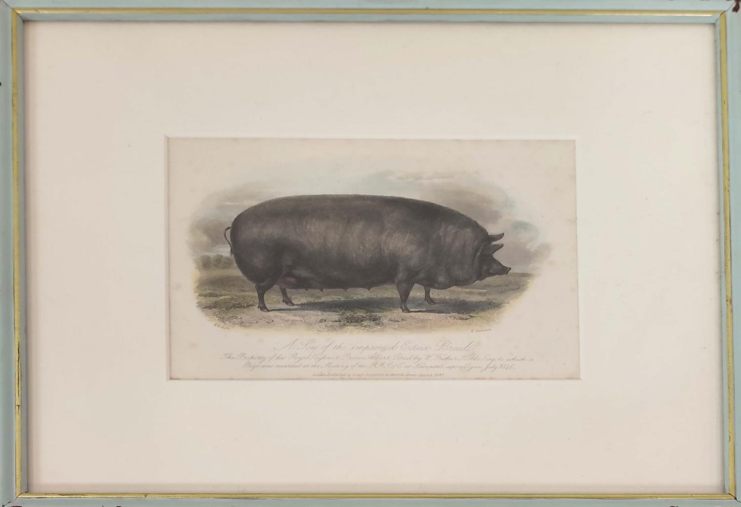 HAND COULOURED ETCHINGS OF RARE BREED PIGS, a set of sixteen, 19th century, mounted and in blue - Image 7 of 16