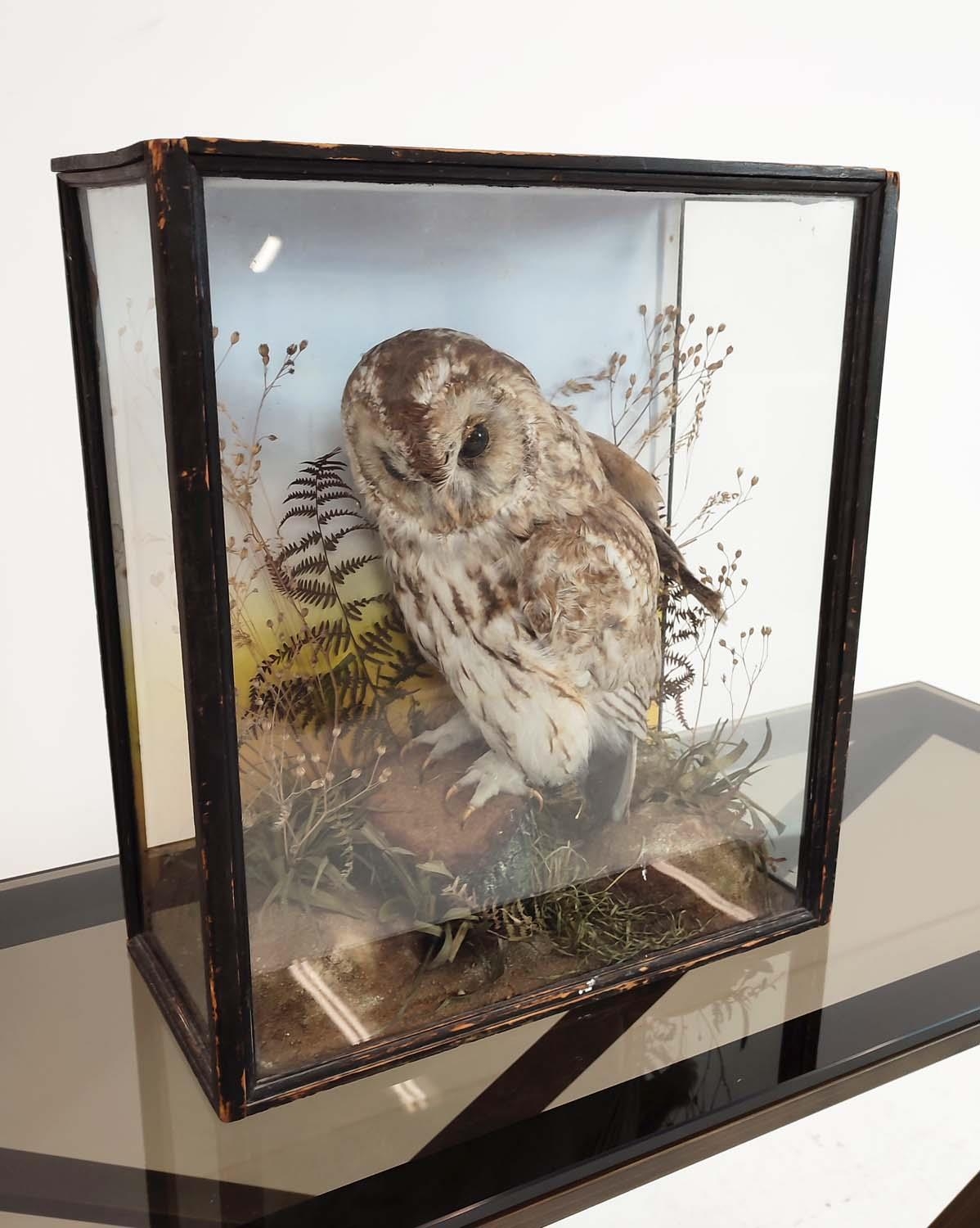 TAWNY OWL TAXIDERMY, late Victorian ebonised and glazed case, 45cm H x 40cm x 18cm. - Image 5 of 5
