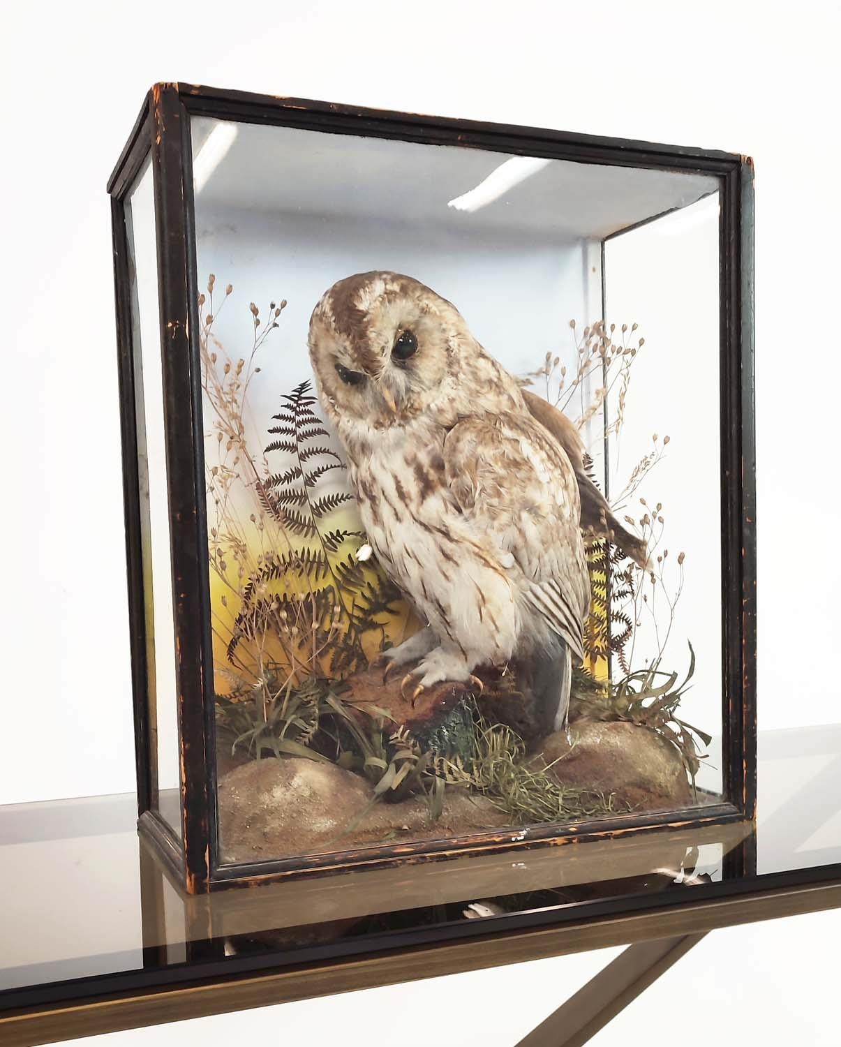 TAWNY OWL TAXIDERMY, late Victorian ebonised and glazed case, 45cm H x 40cm x 18cm.