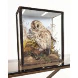 TAWNY OWL TAXIDERMY, late Victorian ebonised and glazed case, 45cm H x 40cm x 18cm.