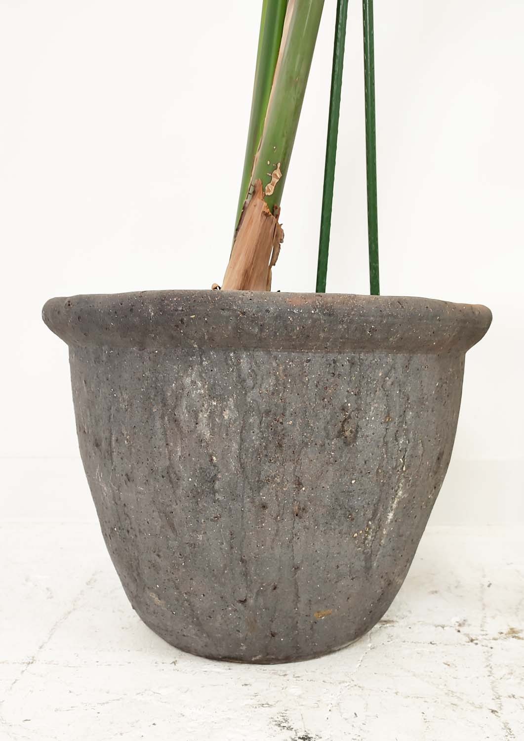 VESSEL COLLECTION, four various, 42cm H at tallest and a potted bird of paradise, 190cm H approx. ( - Image 4 of 9