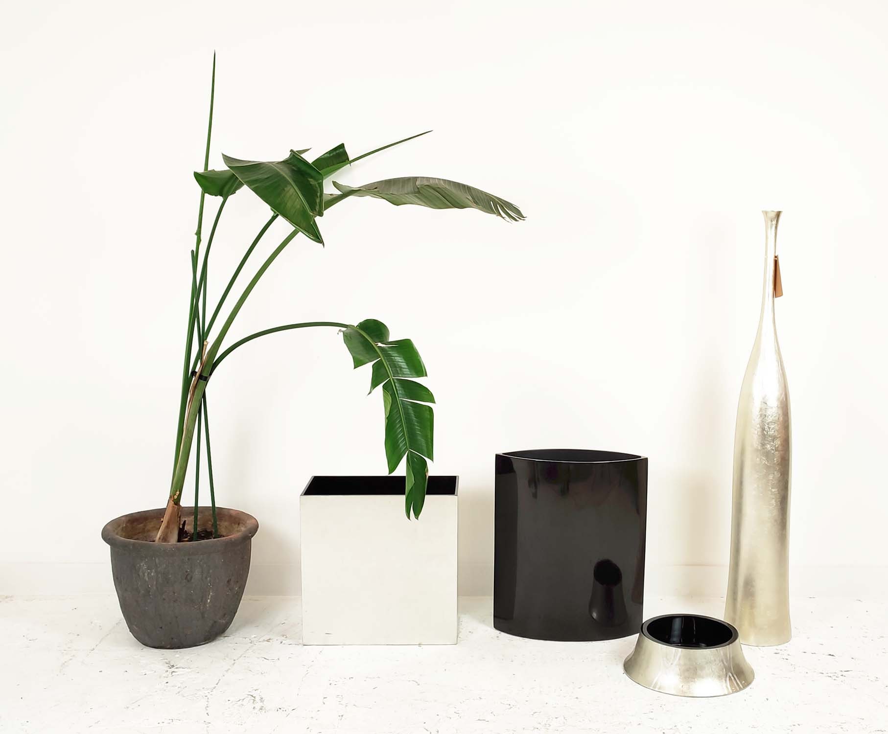 VESSEL COLLECTION, four various, 42cm H at tallest and a potted bird of paradise, 190cm H approx. (