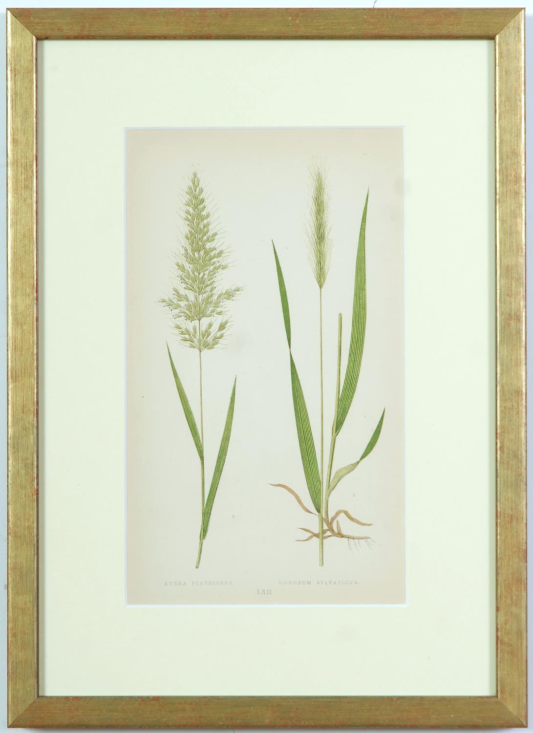 E J LOWE, Grasses, a set of nine botanical prints, circa 1858, 30cm x 23cm each. - Image 3 of 10
