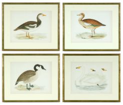 A SET OF FOUR BRITISH GAME BIRDS, swans and geese, handcoloured lithographic plates 1891, Ref: