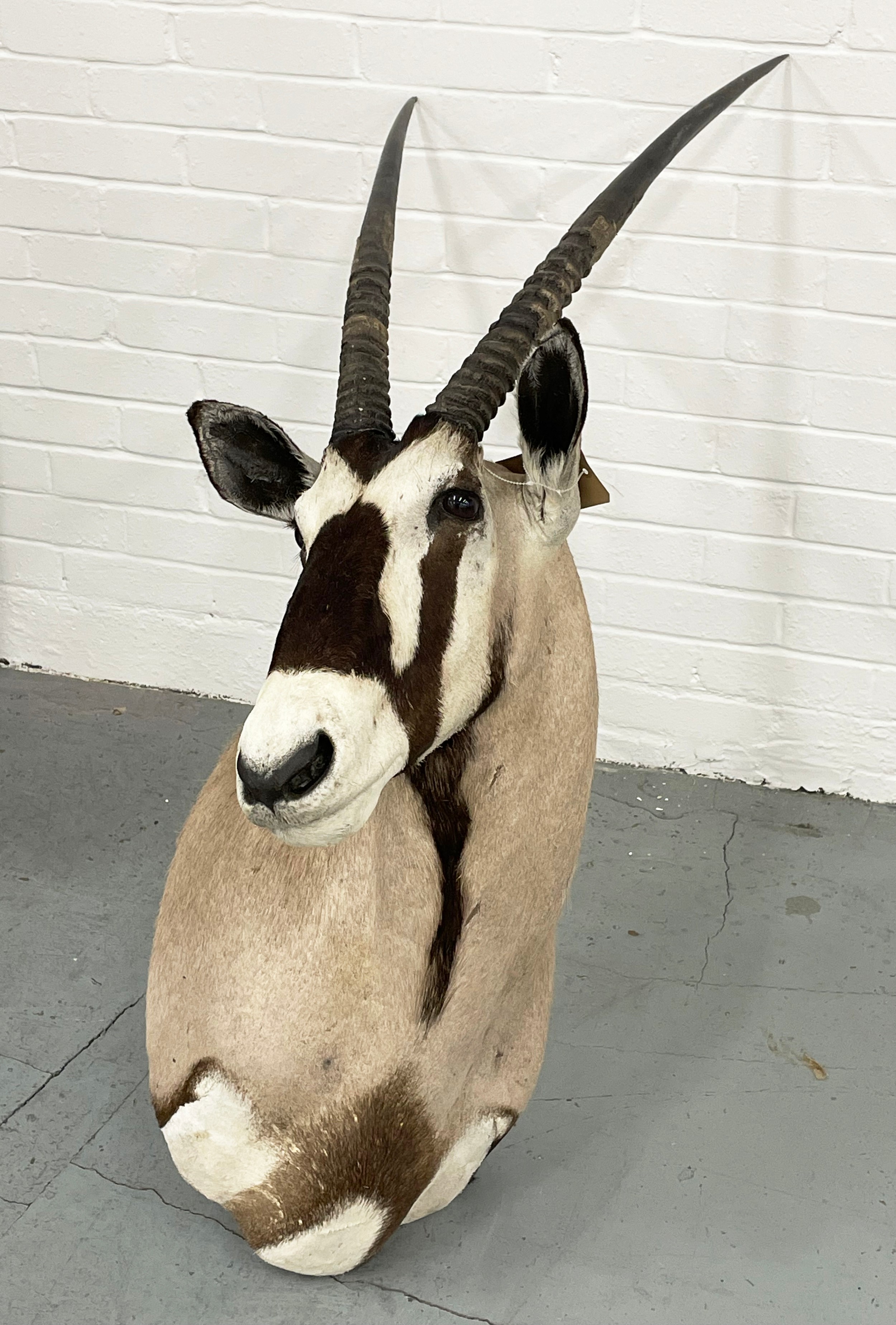 TAXIDERMY BLESBOK, 130cm H x 80cm W. - Image 5 of 11