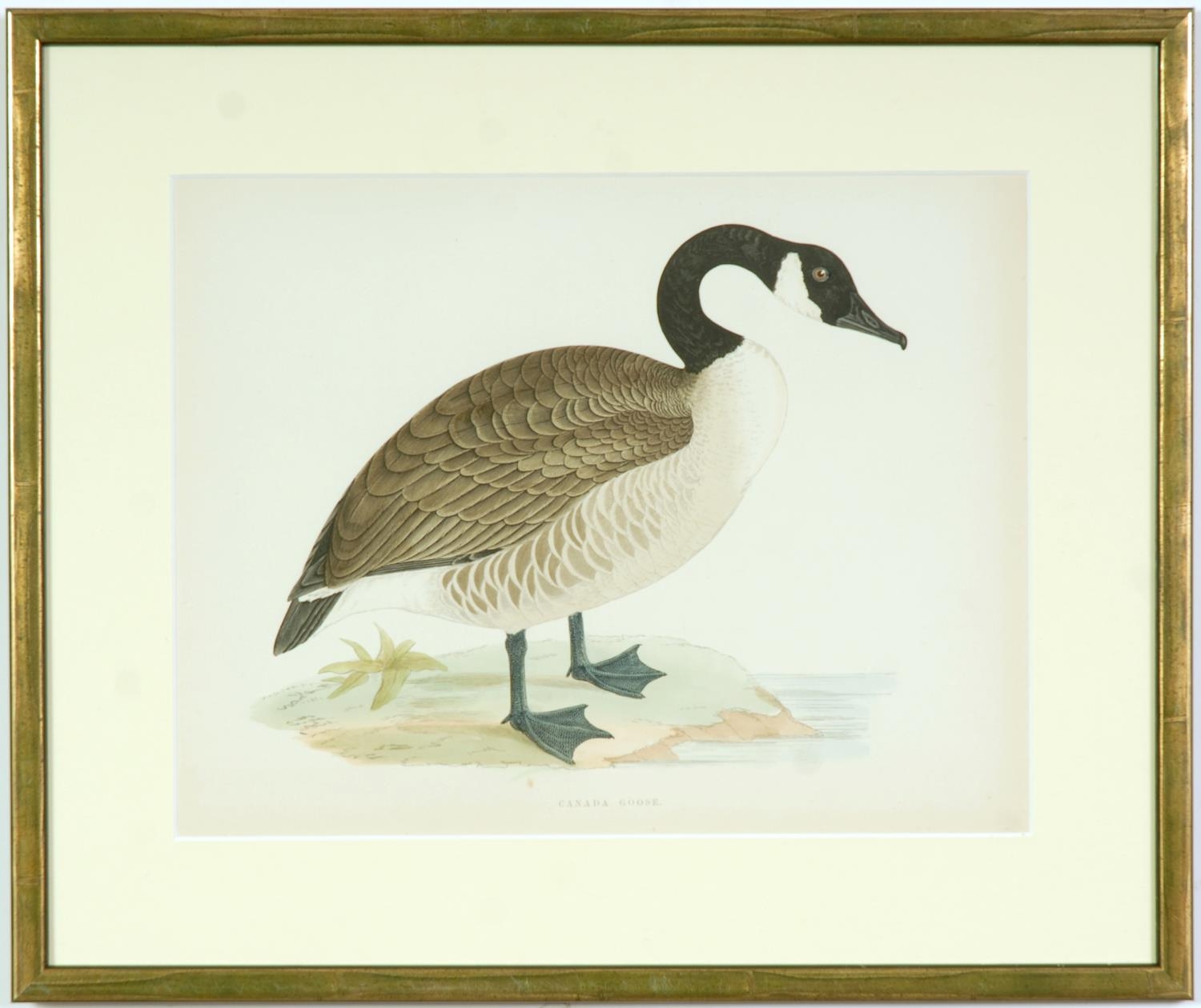 A SET OF FOUR BRITISH GAME BIRDS, swans and geese, handcoloured lithographic plates 1891, Ref: - Image 4 of 5